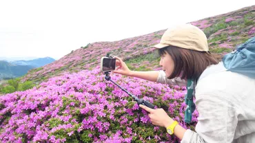 ミヤマキリシマ満開の九重・平治岳へ。「やまくっく」やぎちゃんの日帰り登山レポート 