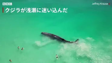 クジラが「危険なほど」岸に接近も……沖に戻る オーストラリア 