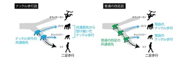 ヒトの進化における二足歩行！ナックル歩行仮説は本当だったのか？直立二足歩行の起源とは！？