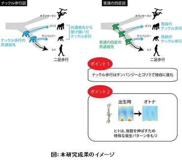 ヒトの歩行能力はチンパンジーやゴリラから進化したものではない、京大の研究 