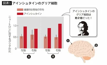 IQの高い人は何が違うのか…天才アインシュタインの脳に凡人の2倍あった゛ある細胞゛ 増やすことはできないが､活性化する方法はある 