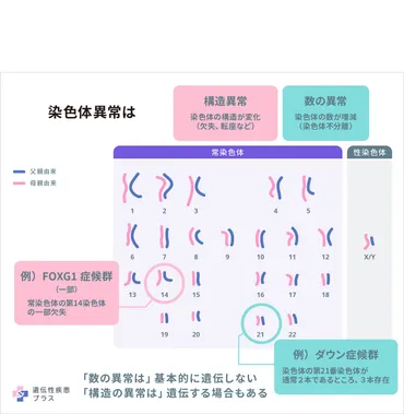 遺伝性疾患はどのように親から子へ遺伝しますか？ 