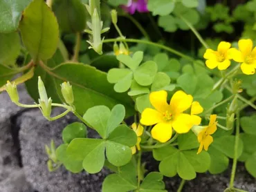 道端の雑草」触れるとはじけ飛ぶカタバミ種♡アニメ薬屋のひとりごと23話「鳳仙花と片喰」でも登場ー！