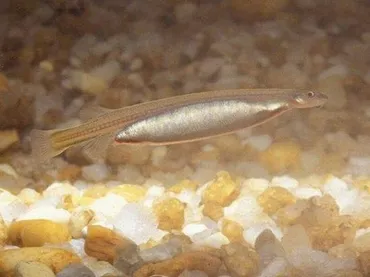 殺人魚カンディルの事件とは？生態と危険性！ – 世界の超危険生物データベース