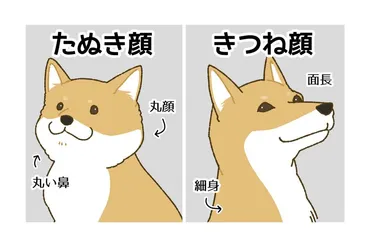 柴犬のたぬき顔とキツネ顔の違いとは？画像で見分け方を解説！ 