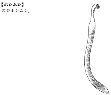 ホシムシ(ほしむし)とは？ 意味や使い方 