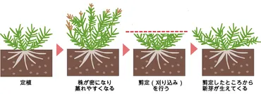 芝桜の開花時期と植える・育てる・増やす・手入れの適切な時期を解説！ 