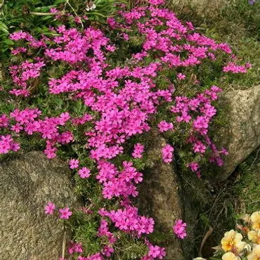 シバザクラ（芝桜）の育て方