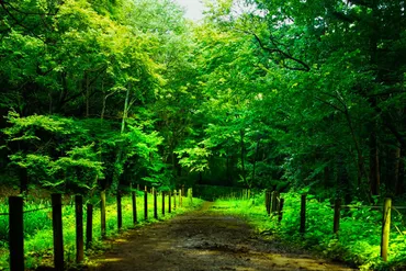 トトロの森」狭山丘陵 