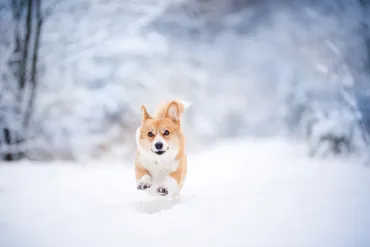 犬と雪遊びをしたい！遊び方や注意点を解説 