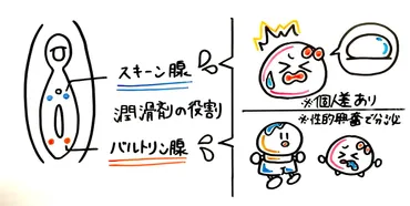 愛液とは？種類・量・Hでの本当の役割をイラスト解説！ 