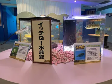 ASCII.jp：おかえりなさい！イッテQ！水族館