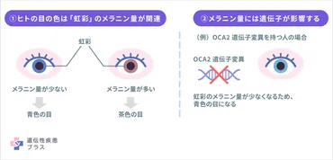 目の色は遺伝で決まりますか?