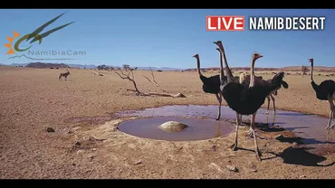 キリンやダチョウが現れる？！野生動物たちを映すおすすめライブカメラ