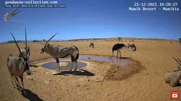 ナミブ砂漠のライブカメラが最高に和むと話題に、水を飲みに来る野生動物たちがリアルタイムで見放題 