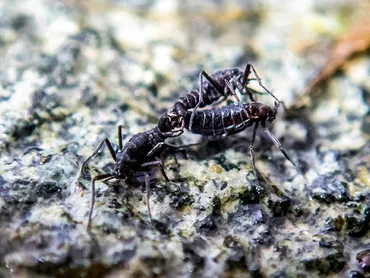 南極の酷寒を生き延びる虫、移植医療発展のカギを握るかもしれない：朝日新聞GLOBE＋